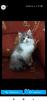 Доставка котенка В переноске из Кинешмы в Междуреченска