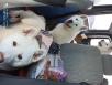 Сколько стоит транспортировать собаку  недорого из Березников в Ставрополь