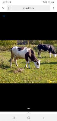 Сколько стоит перевозка рогатого скота недорого из России в Киргизия, Кара-Балту
