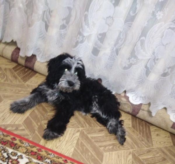 Отвезти щенка недорого из Трехгорного в Екатеринбург