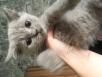 Перевозка котенка из Волгограда в Грозный
