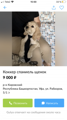 Услуга по транспортировке щенка кокера спаниеля из Уфы в Иркутск