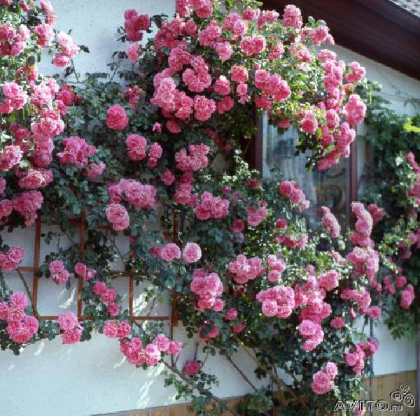 Доставить Плетистые розы из Краснодара в Гулькевичский р-наш