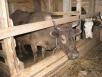 Транспортировать три коров И 2 телёнка из Обояни в Александрова