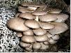 Перевезти семена грибов почтой из Тюмени в Когалыма