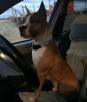 Транспортировка собаки  недорого из Читы в Краснодар