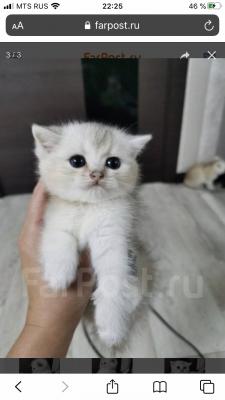 Услуги по доставке котенка В переноске из Уссурийска в Хабаровск