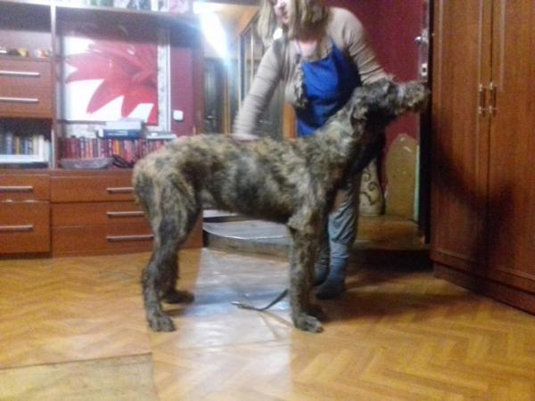 Отвезти собаку  дешево из Россия, Белгорода в Украина, Харьков
