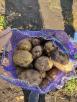 Доставка картофеля в мешках из Трубного в Магнитогорск