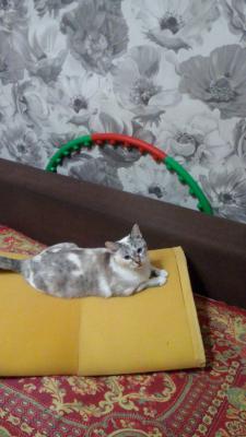 Отвезти кота В переноске автотранспортом Отвезти кота В переноске автотранспортом из Абакана в Томск