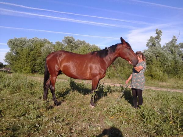 Отвезти лошадь из Белоруссия, Гродно в 