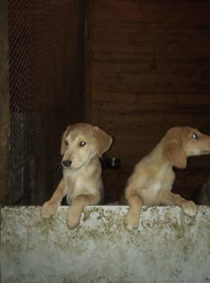 Перевозка собаки  дешево из Майкопа в Брянск