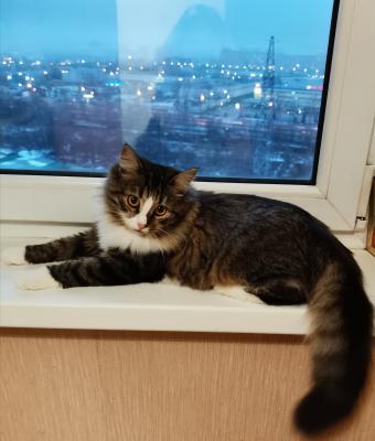 Доставка кошки из Городца в Москву