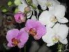 Доставка орхидеи из Октябрьского в Садоводческое товарищество n33