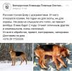 Отвезти собаку  из Белоруссия, Минска в Россия, Калининград