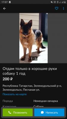Услуги по перевозке собаки  из Зеленодольска в Базарносызганский р-наш