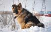 Сколько стоит отвезти собаку  недорого из Нового Уренгоя в Екатеринбург