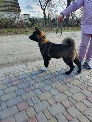 Сколько стоит транспортировать собаку  недорого из Украина, Киева в Молдова, Кишинев