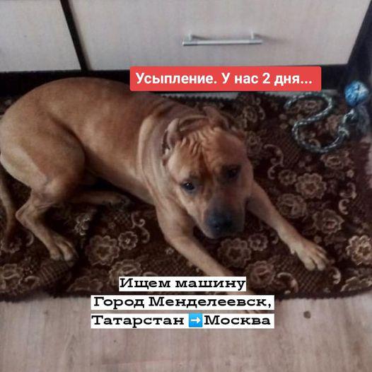 Услуги по доставке собаки  (возможно В клетке) из Менделеевска в Измайлово