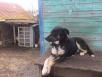Услуга по транспортировке собаки  из Комсомольца в Дубовое