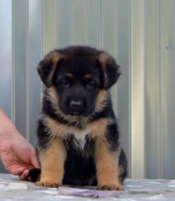 Сколько стоит доставка собаки  недорого из Петрозаводска в Архангельск