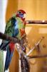 Доставка попугая недорого из Смышляевки в Оренбург