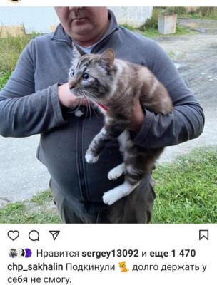 Сколько стоит доставка кота недорого из Южно-Сахалинска в Казань