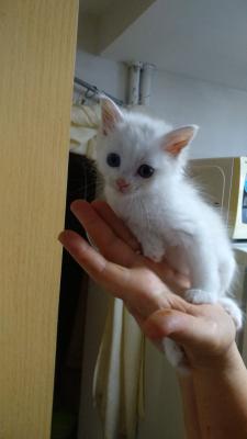 Перевозка котенка В переноске дешево из Краснодара в Зеленоград