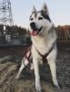 Сколько стоит транспортировать собаку  недорого из Омска в Кореиз