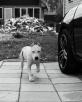 Перевезти собаку  стаффордширского терьера средний 1 год, 21 кг недорого из Бердска в Девятское