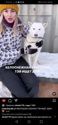 Доставить собаку  беза Клетки дешево из Ульяновска в Альметьевск