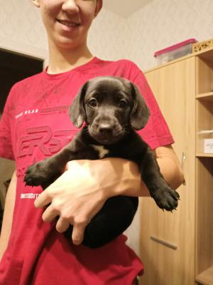 Сколько стоит перевезти щенка недорого из Омска в Санкт-Петербург