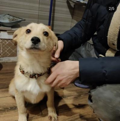 Перевезти собаку  7кг щенка автотранспортом из Суравы в Москву