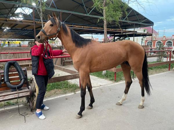 Сколько стоит отвезти лошадь недорого из Россия, Каспийска в 