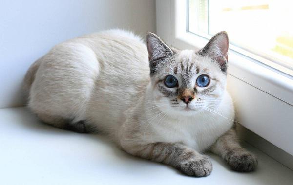 Сколько стоит доставка кота недорого из Пензы в Санкт-Петербург