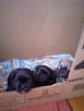 Транспортировка собаки  В клетке дешево из Южно-Сахалинска в Вахрушева