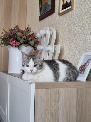 Перевозка кошки дешево из Москвы в Хабаровск