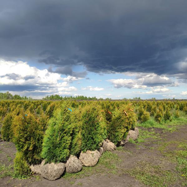 Доставить саженцы деревьев из Новоситовки в Дмитровский