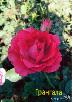 Доставка саженцы роз из Черкасс в Заглядино