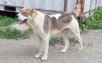 Доставка собаки  недорого из Россия, Новосибирска в Индию