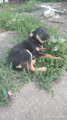 Доставка щенка недорого из Ефремова в Ульяновск