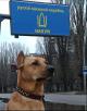 Доставка собаки  недорого из Украина, Одессы в Германия, Саарбрюккена