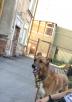 Доставка собаки  автотранспортом из Перми в Калининград