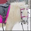 Отвезти лошадь недорого по Ульяновску