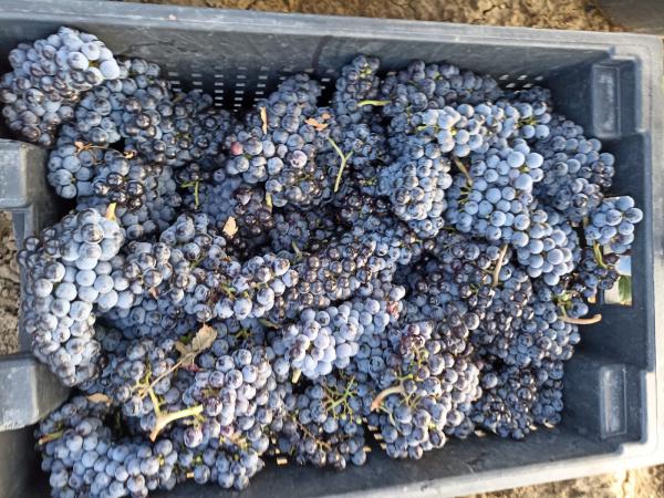 Перевезти винограда из Коломны в Лопотово