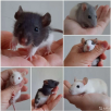 Сколько стоит перевезти живых мышей недорого из Барнаула в Горно-Алтайска