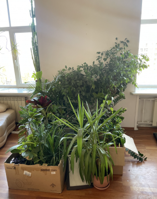 Транспортировать Домашние растения из Санкт-Петербурга в Тверь