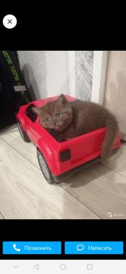 Услуги по доставке маленького котенка из Вологды в Санкт-Петербург