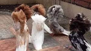 Услуги по доставке голубя из Россия, Омска в Узбекистан, Бухару