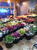 Перевозка цветы из голландии - тюльпаны из Москвы в Красногвардейское